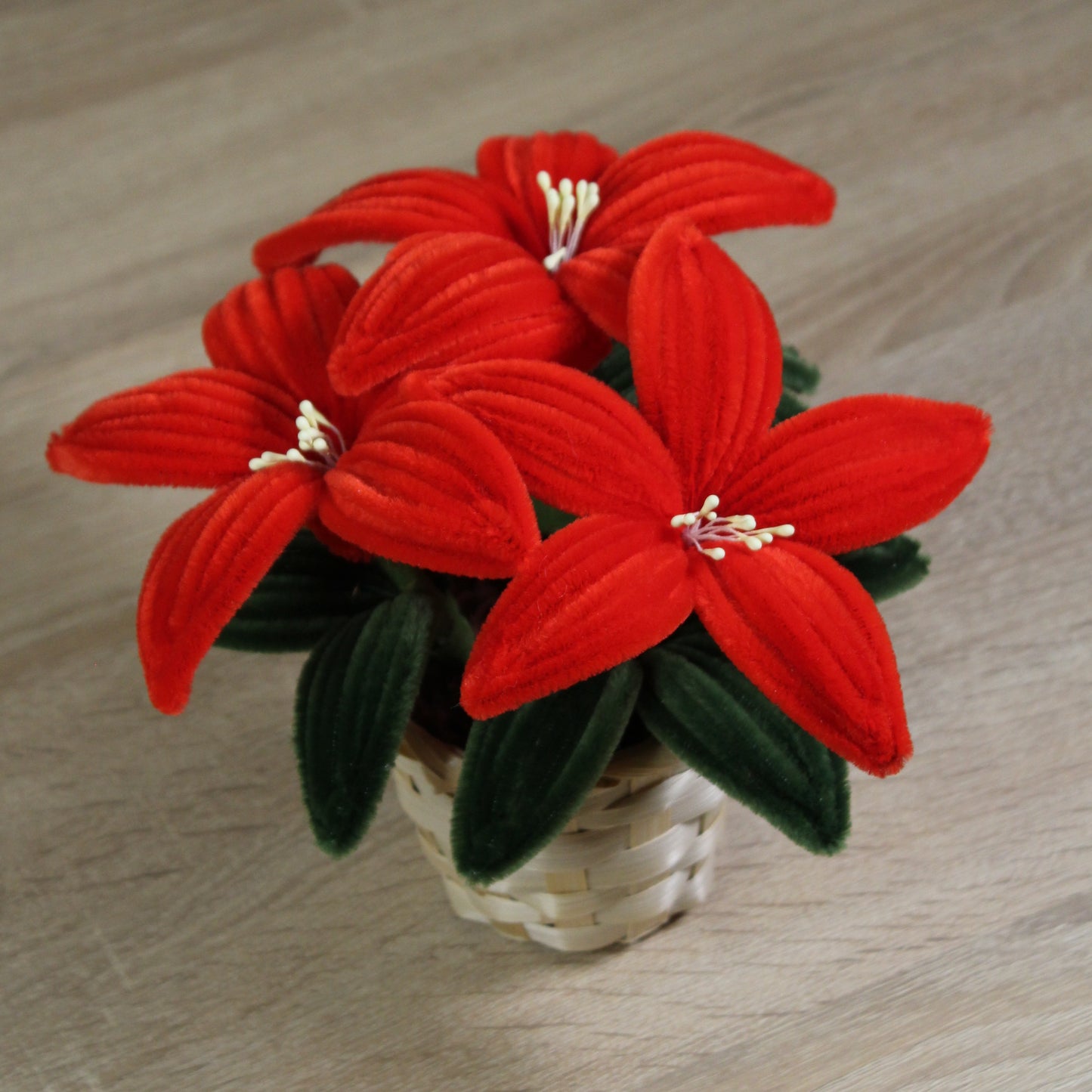 Vánoční hvězda 3 květy