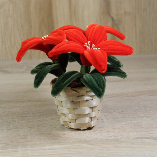 Vánoční hvězda 3 květy