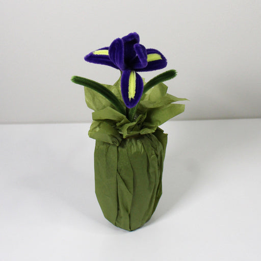 Iris (kosatec)