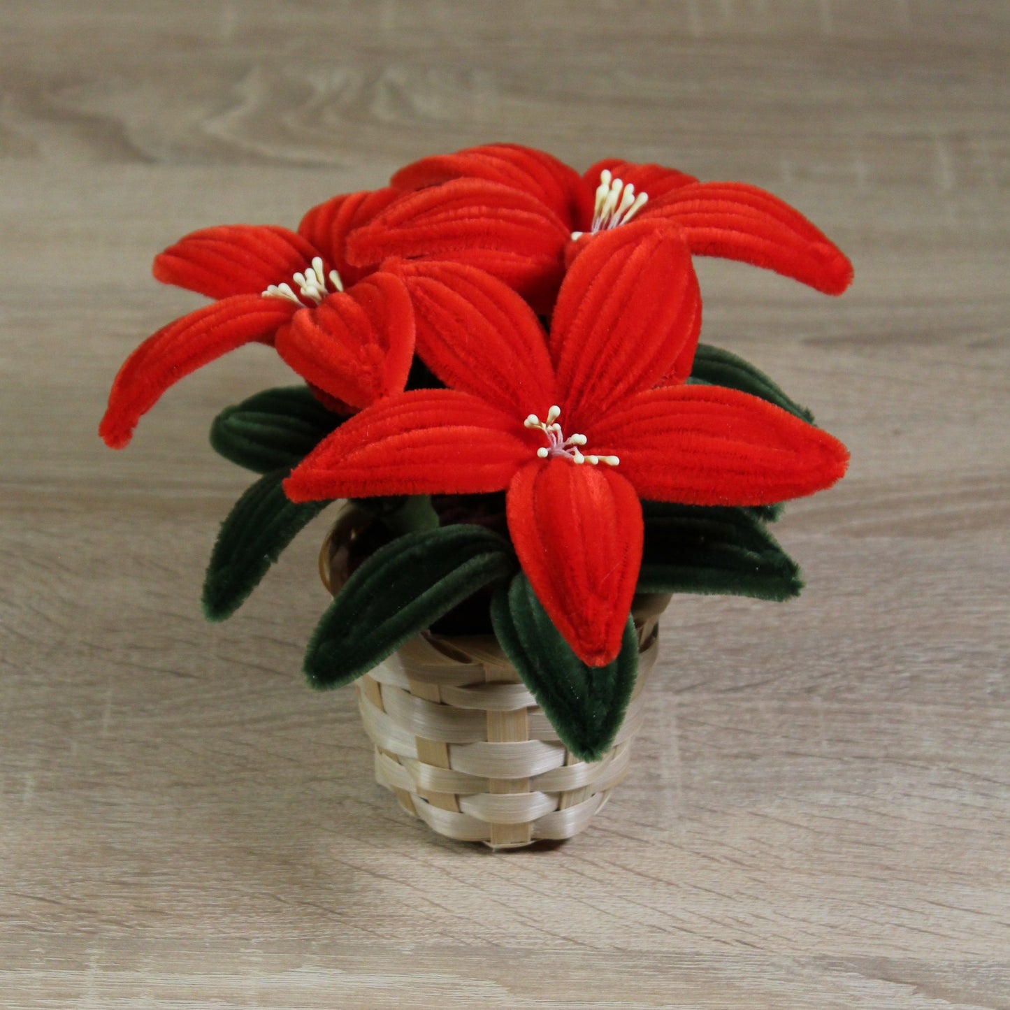 Vánoční hvězda 3 květy