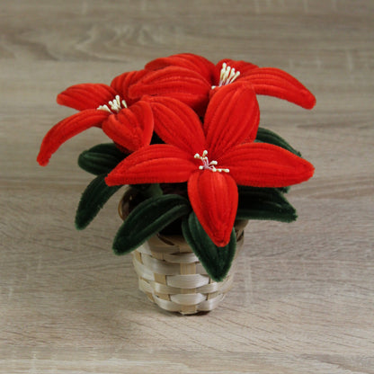 Vánoční hvězda 3 květy