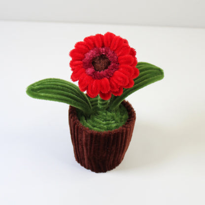 Gerbera v květináči