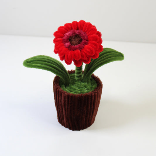 Gerbera v květináči