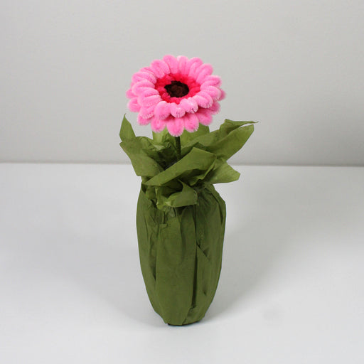 Gerbera růžová
