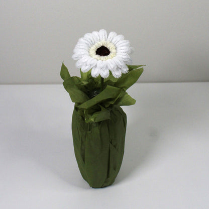 Gerbera bílá