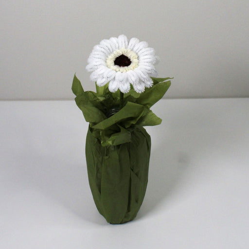 Gerbera bílá