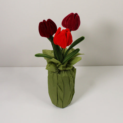 Tulipán červený mix