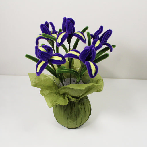 Iris (kosatec)