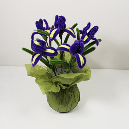 Iris (kosatec)