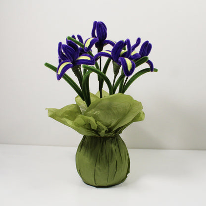 Iris (kosatec)
