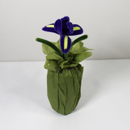 Iris (kosatec)