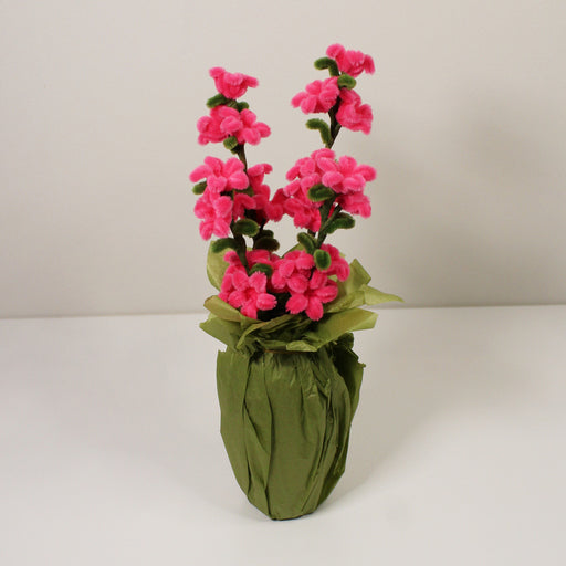 Oxypetalum